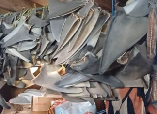 AUSTRALIA DESTROYS INDONESIAN FISHING BOAT FOR ILLEGAL SHARK FINNING